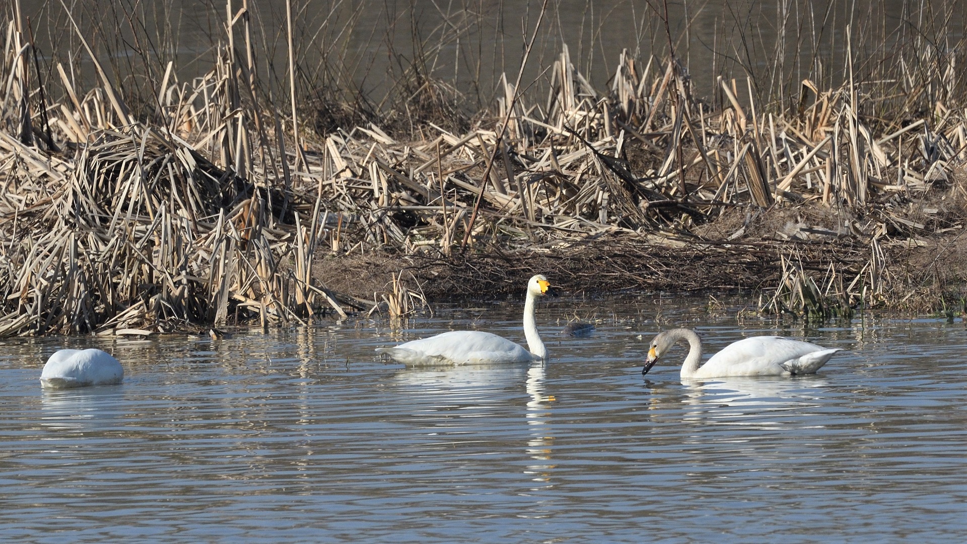 Tundra Swan